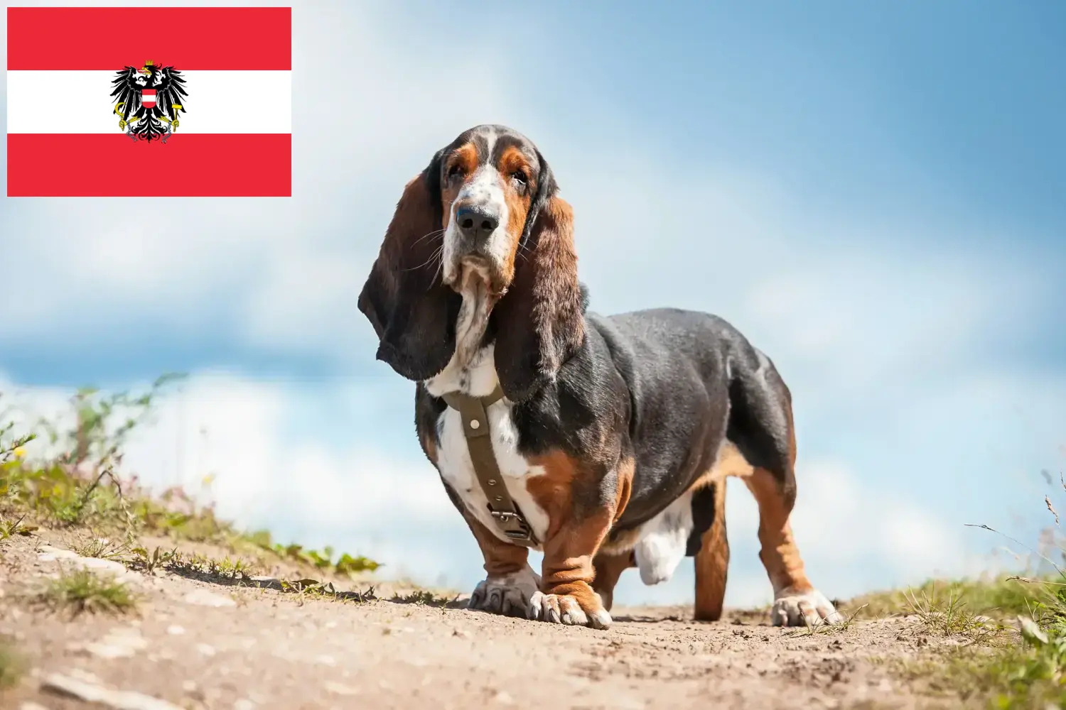 Basset Hound puppies and breeders Austria Here you can find Basset Hounds breeders in Austria.