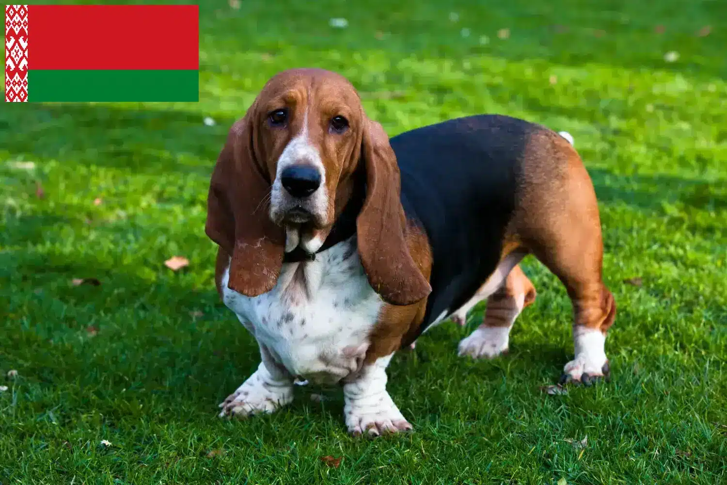 Basset Hound puppies and breeders Belarus Here you can find Basset Hounds breeders in Belarus.