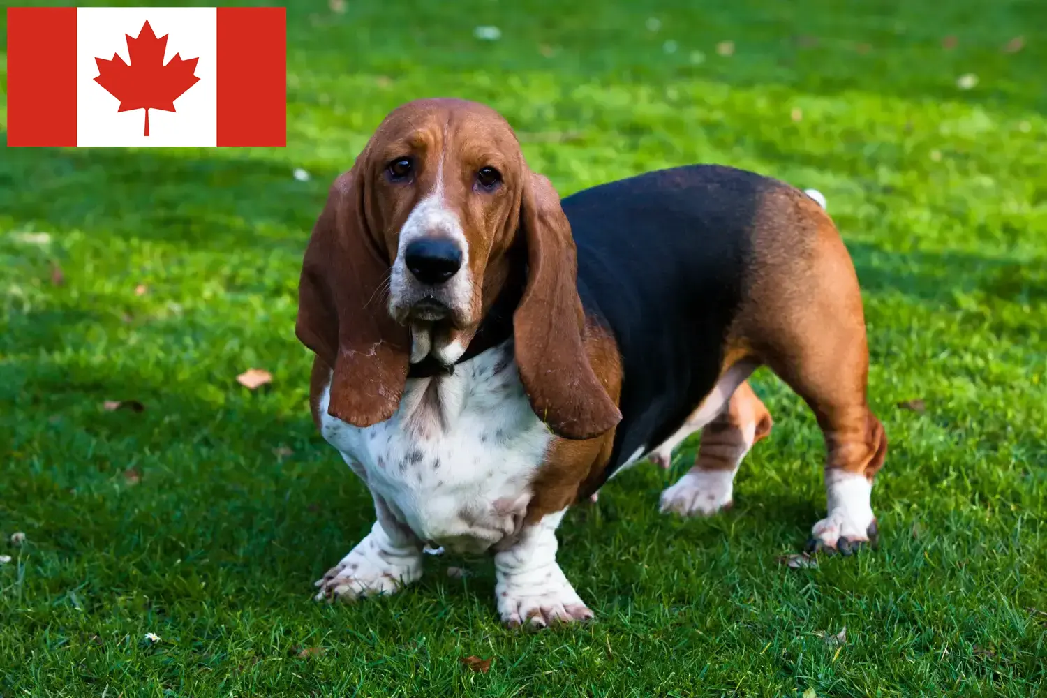 Basset Hound puppies and breeders Canada Here you can find Basset Hounds breeders in Canada.