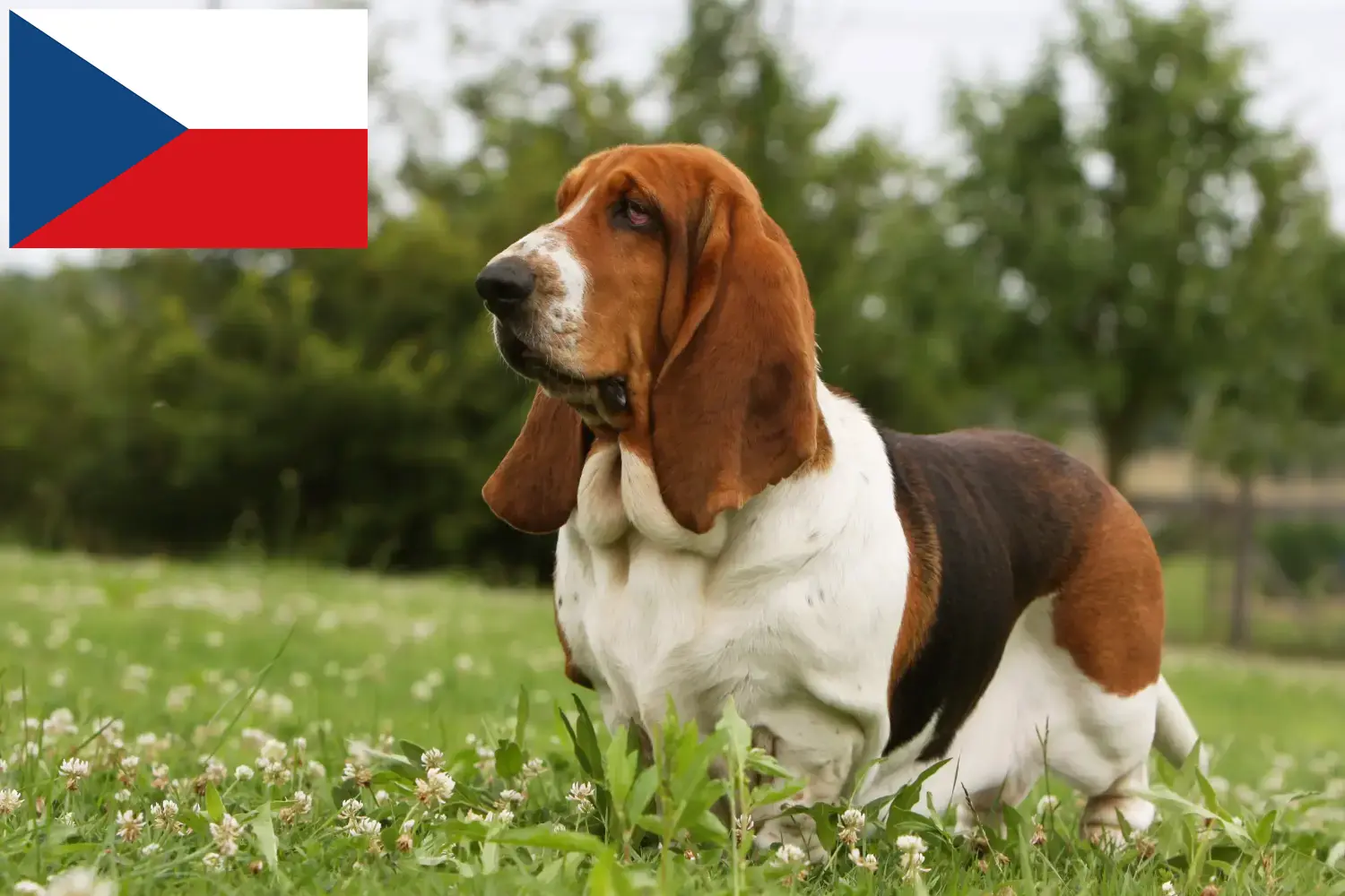 Basset Hound puppies and breeders Czech Republic Here you can find Basset Hounds breeders in Czech Republic.