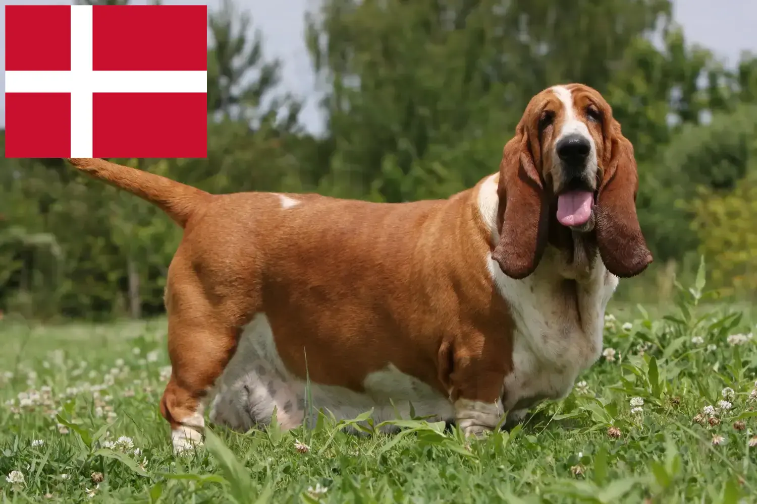 Basset Hound puppies and breeders Denmark Here you can find Basset Hounds breeders in Denmark.