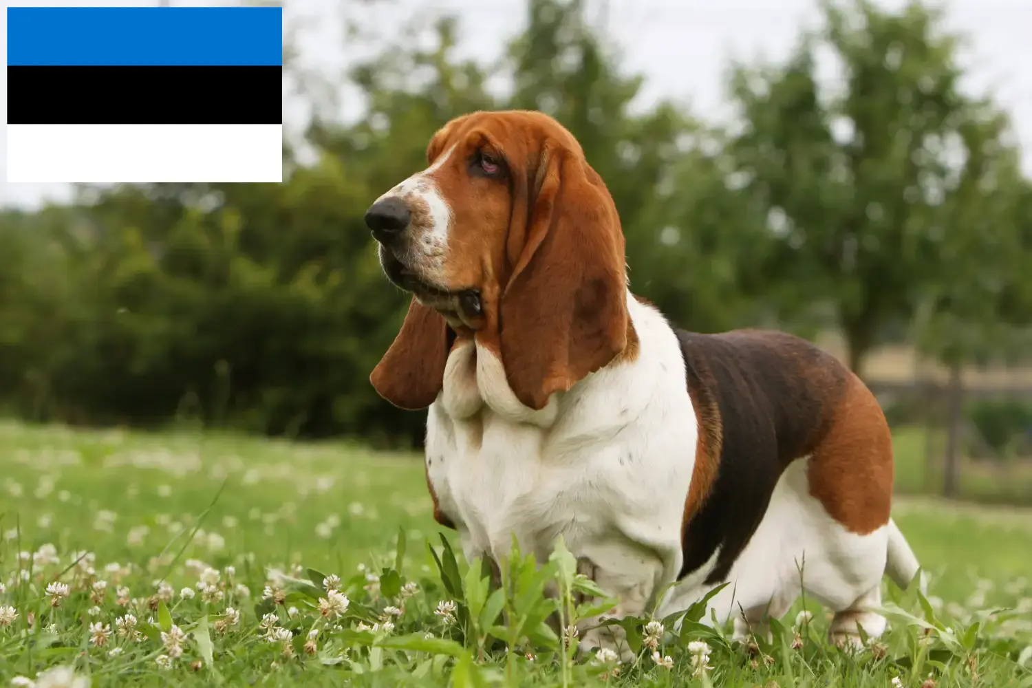 Basset Hound puppies and breeders Estonia Find Basset Hounds breeders in Estonia.