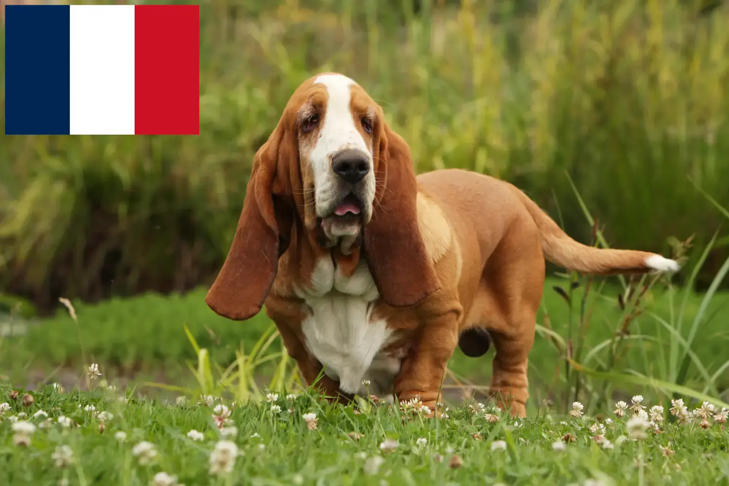 Basset Hound puppies and breeders France Here you can find Basset Hounds breeders in France.
