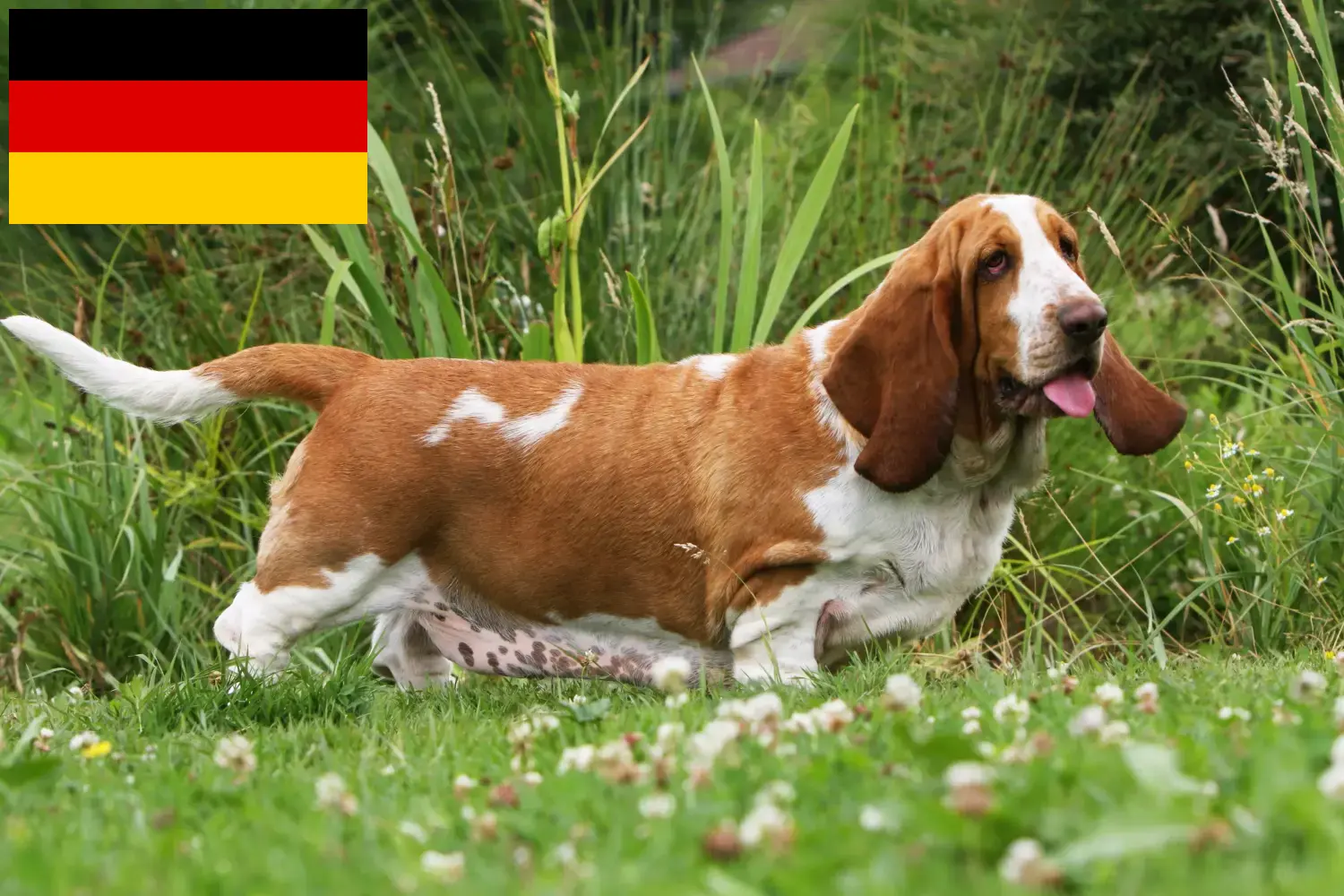 Basset Hound puppies and breeders Germany Here you can find Basset Hounds breeders in Germany.