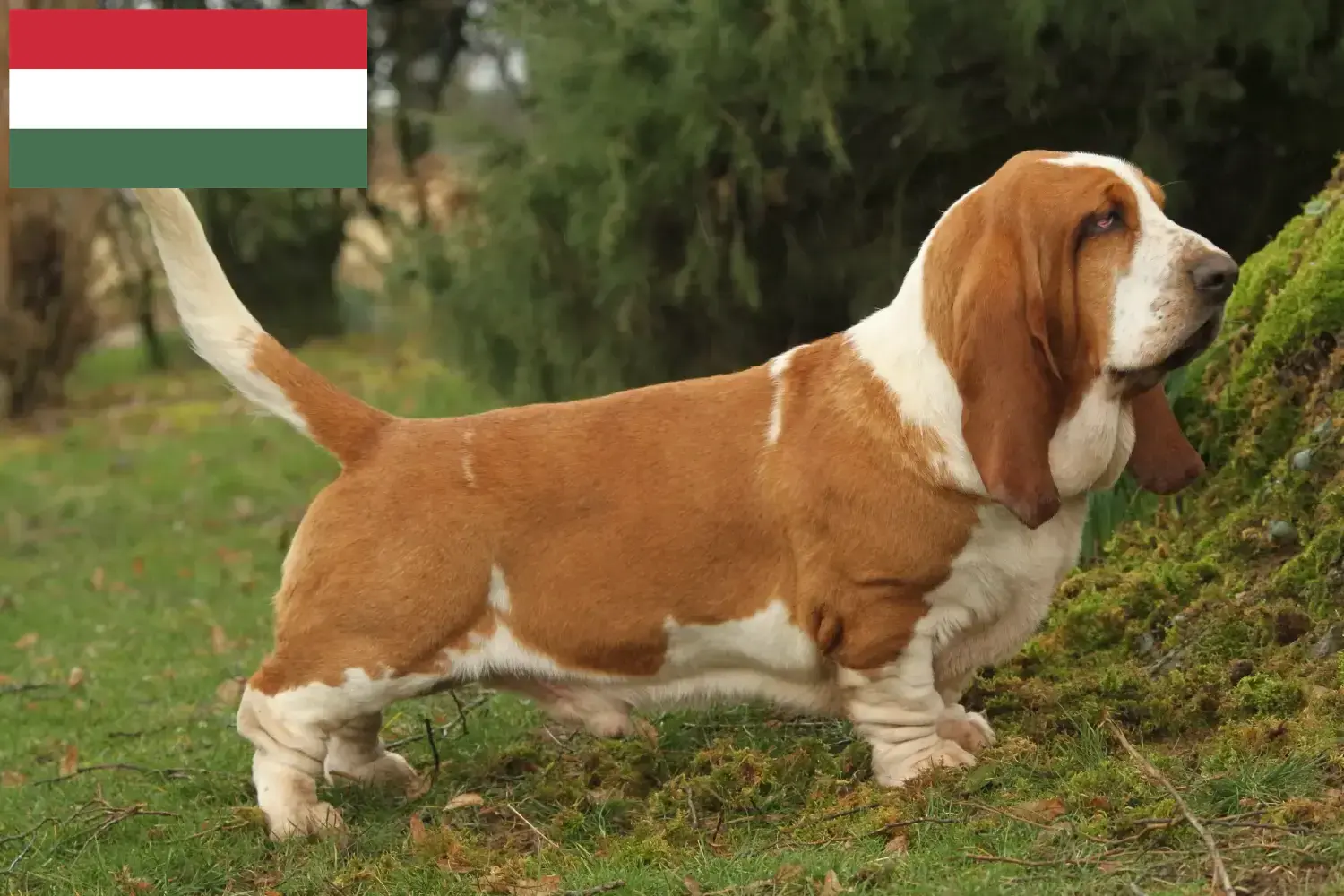 Basset Hound puppies and breeders Hungary Here you can find Basset Hounds breeders in Hungary.