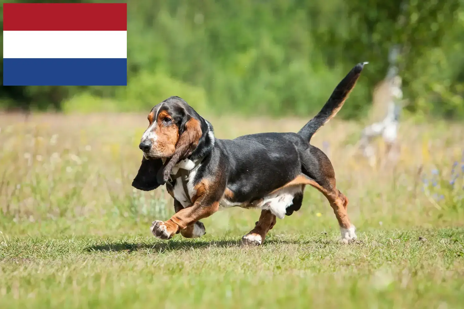 Basset Hound puppies and breeders Netherlands Here you can find Basset Hounds breeders in the Netherlands.