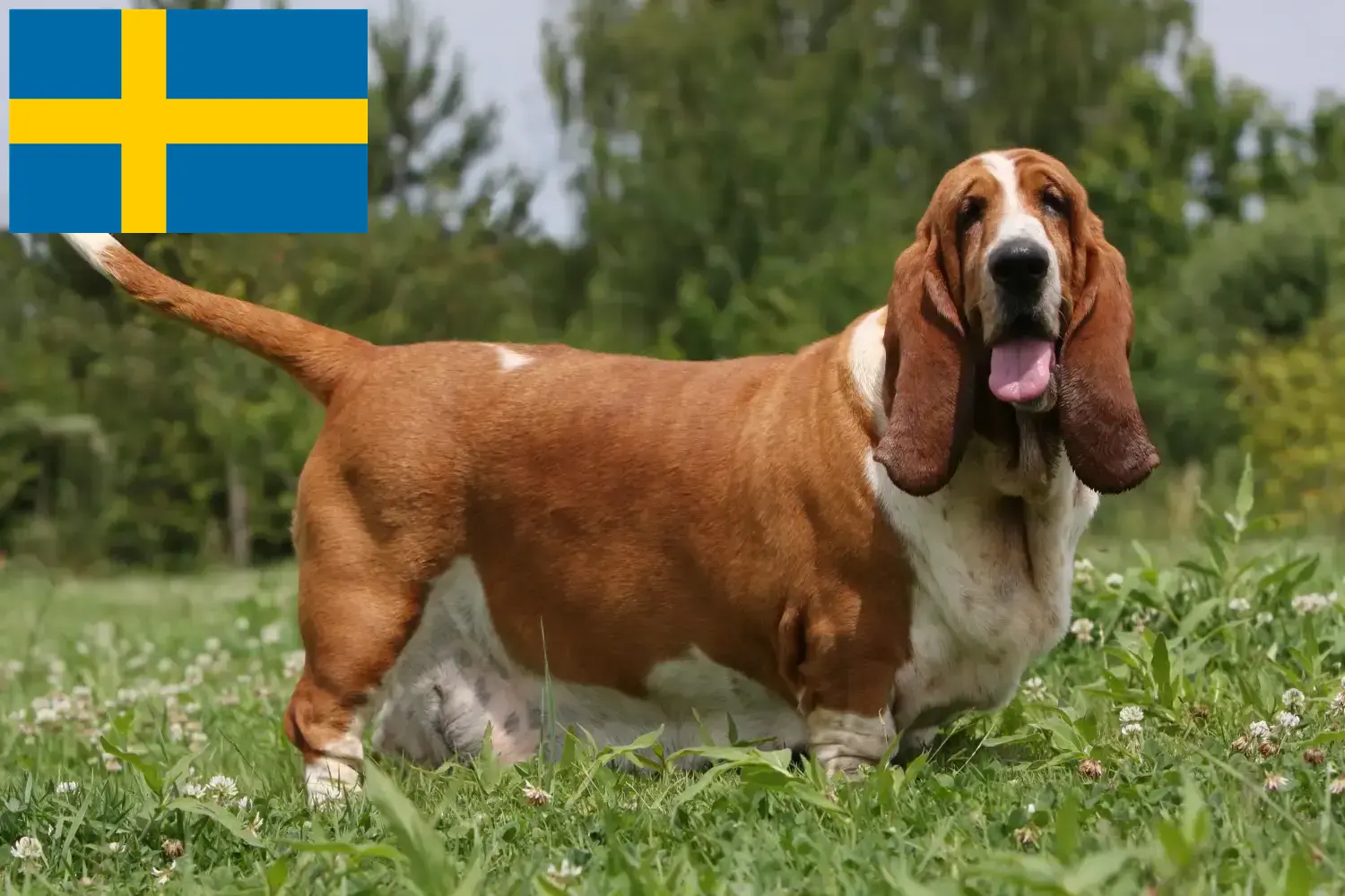 Basset Hound puppies and breeders Sweden Here you can find Basset Hounds breeders in Sweden.