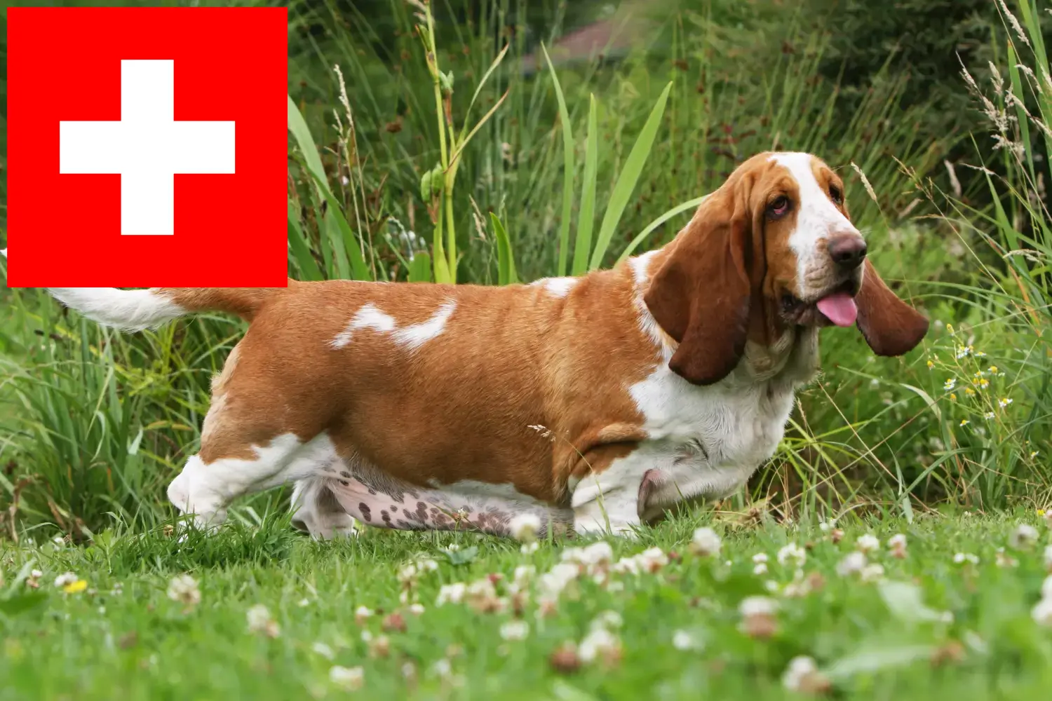 Basset Hound puppies and breeders Switzerland Here you can find Basset Hounds breeders in Switzerland.