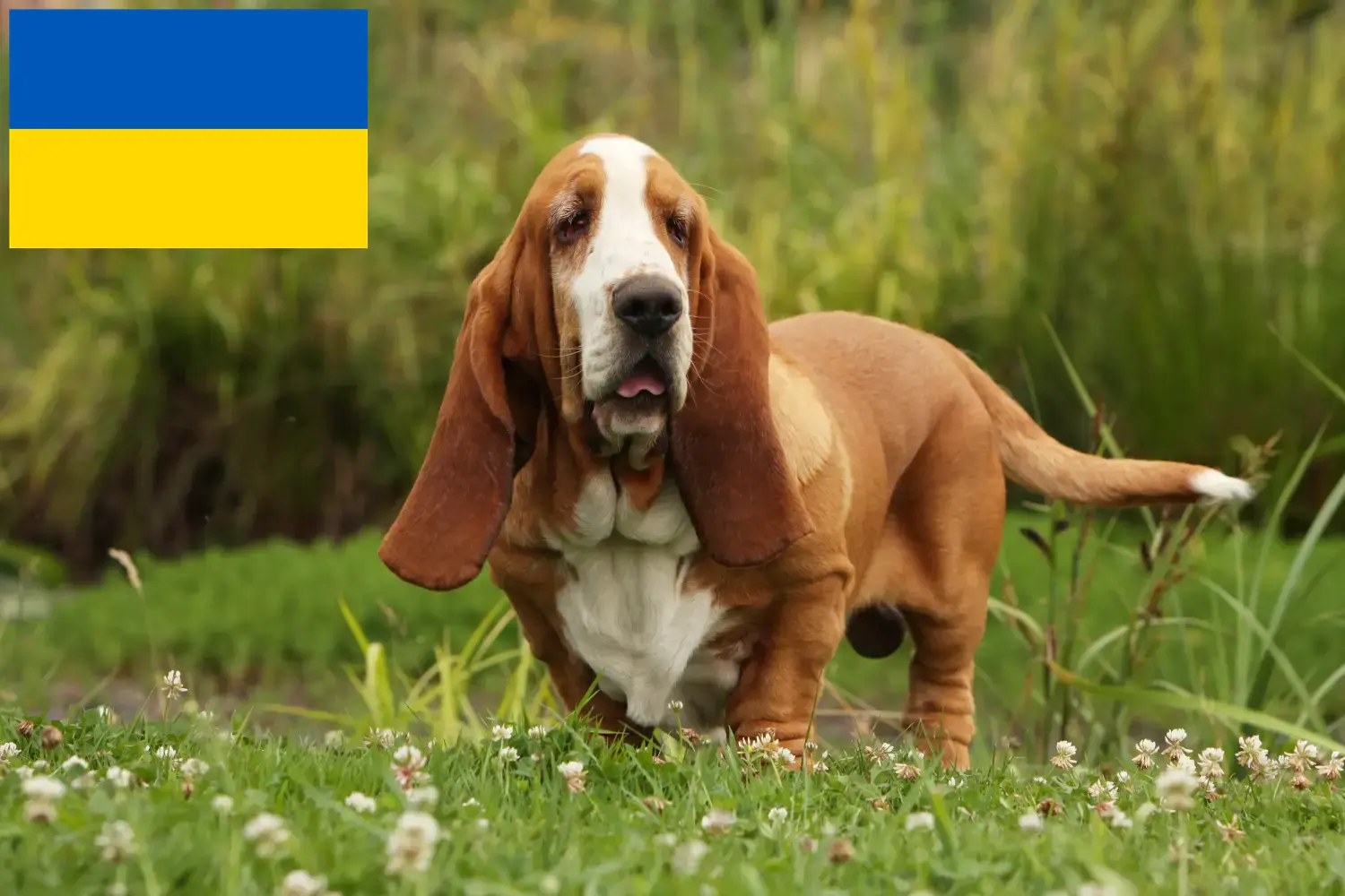 Basset Hound puppies and breeders Ukraine Here you can find Basset Hounds breeders in der Ukraine.