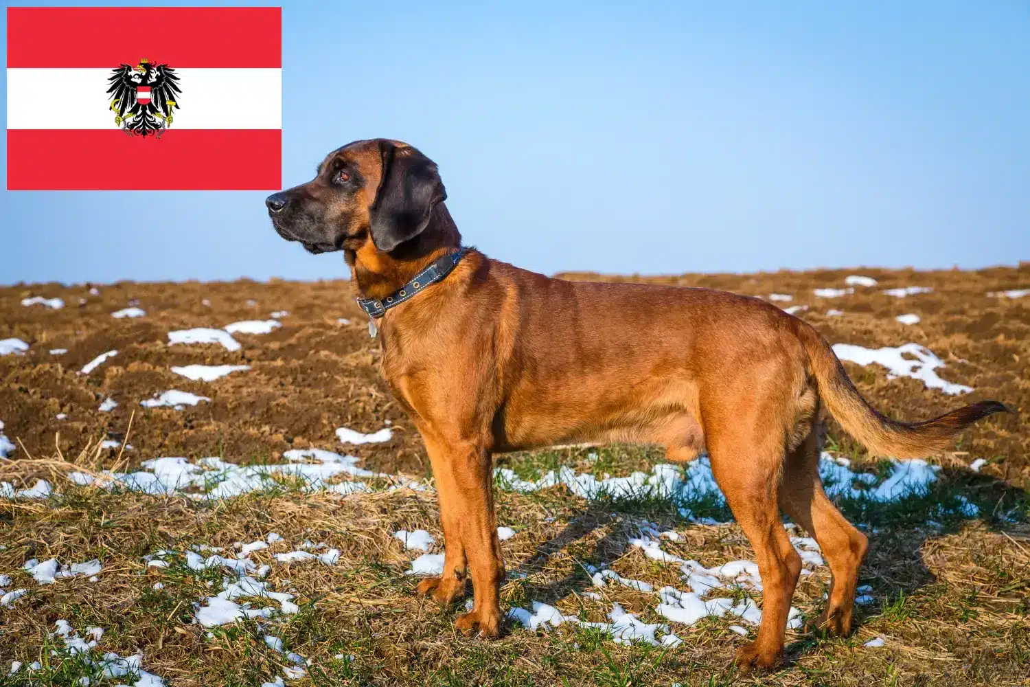Bavarian Mountain Hound puppies and breeders Austria Here you can find Bavarian Mountain Hound breeders in Austria.