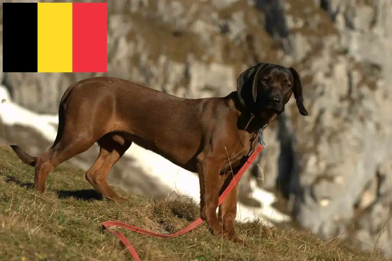 Bavarian Mountain Hound puppies and breeders Belgium Here you can find Bavarian Mountain Hound breeders in Belgium.
