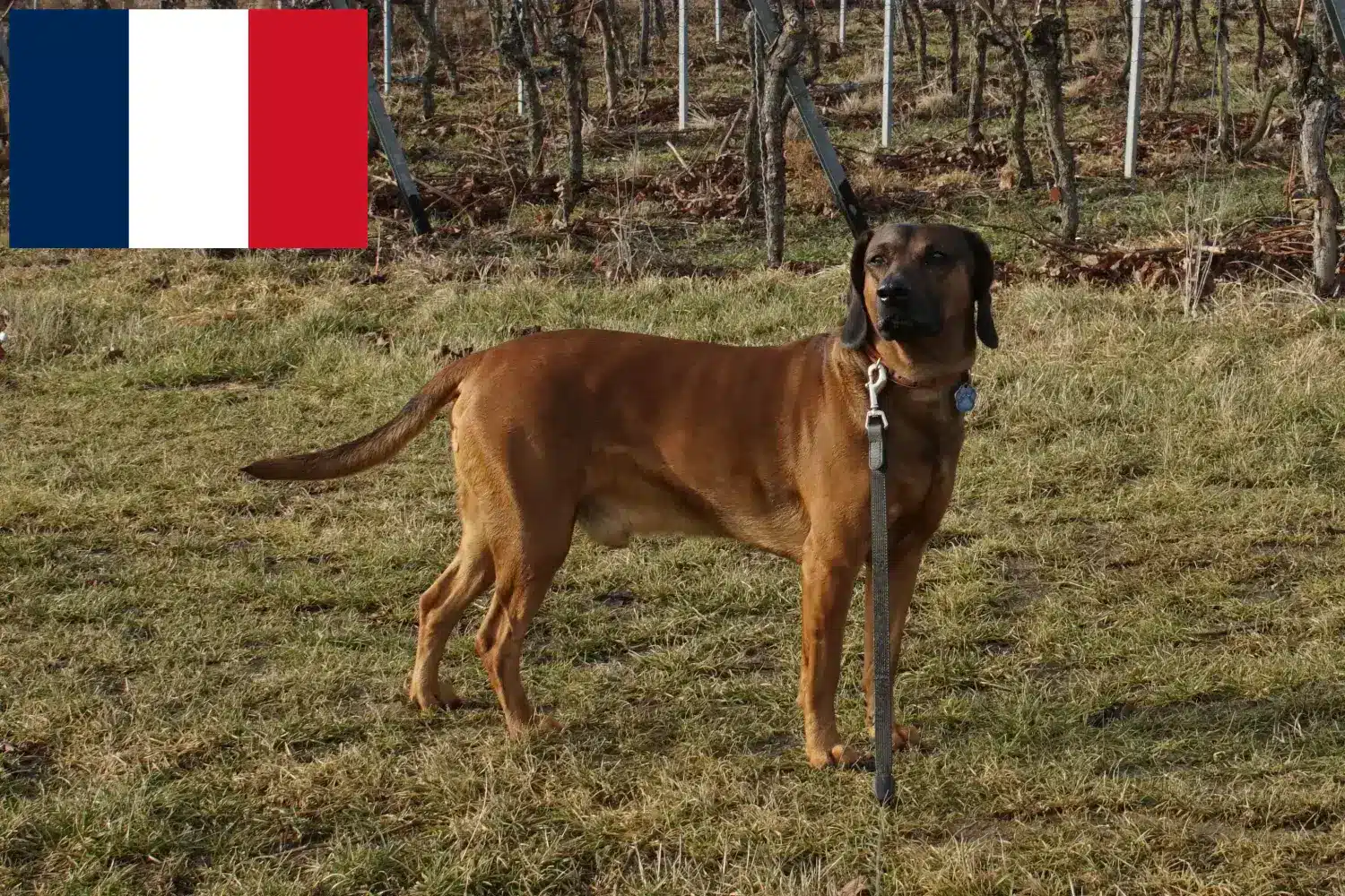 Bavarian Mountain Hound puppies and breeders France Here you can find Bavarian Mountain Hound breeders in France.
