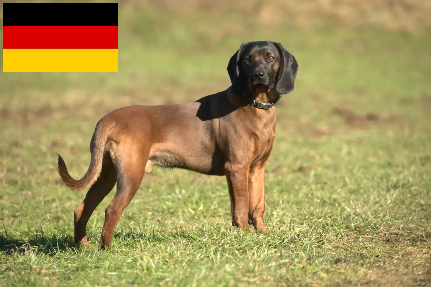 Bayerischer Gebirgsschweißhund puppies and breeders Germany Here you can find Bavarian Mountain Hound breeders in Germany.