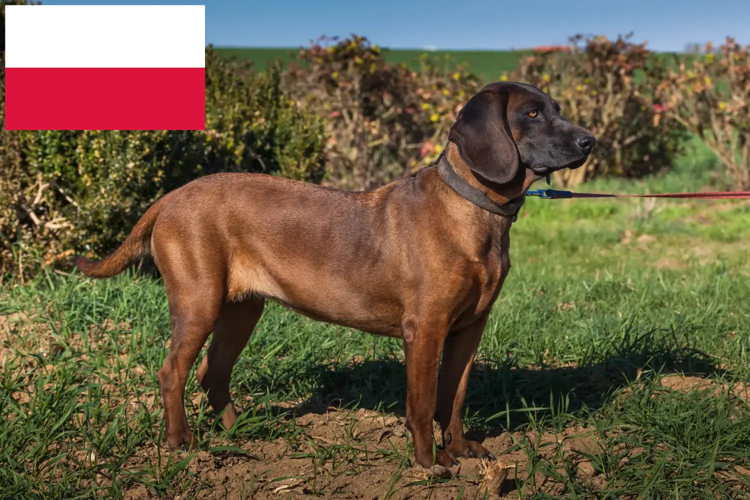 Bavarian Mountain Hound puppies and breeders Poland Here you can find Bavarian Mountain Hound breeders in Poland.