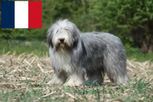 Read more about the article Bearded Collie breeders and puppies in France