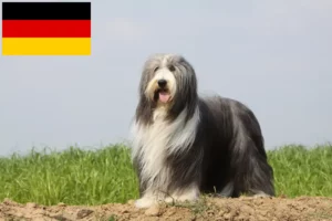 Read more about the article Bearded Collie breeders and puppies in Germany
