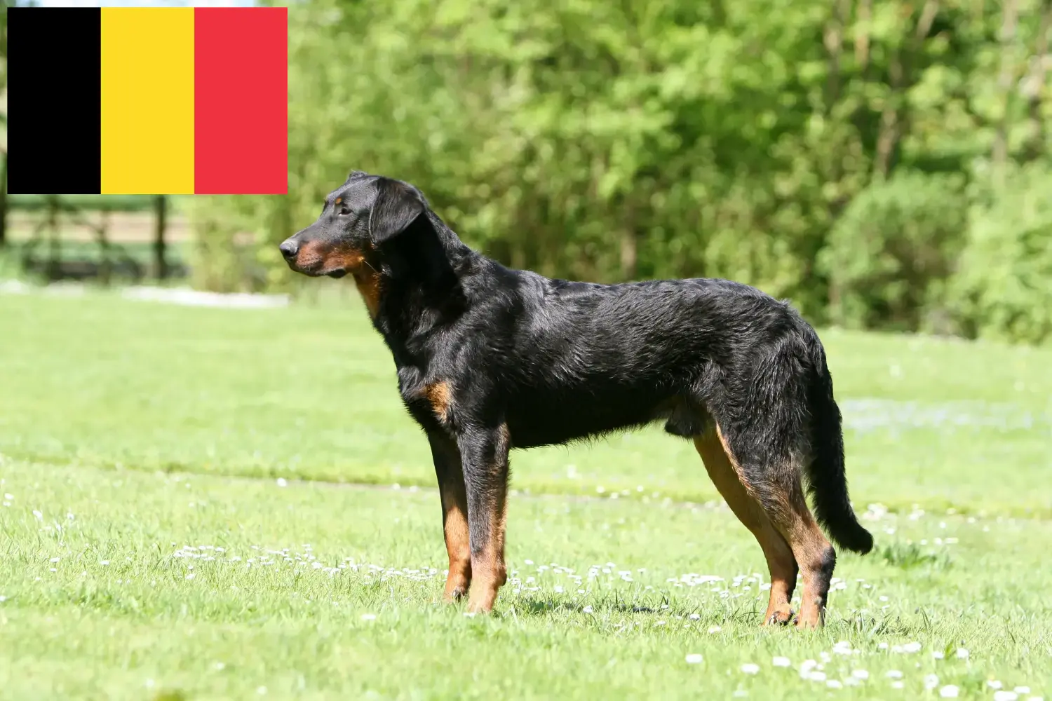 Beauceron puppies and breeders Belgium Here you can find Beauceron breeders in Belgium.