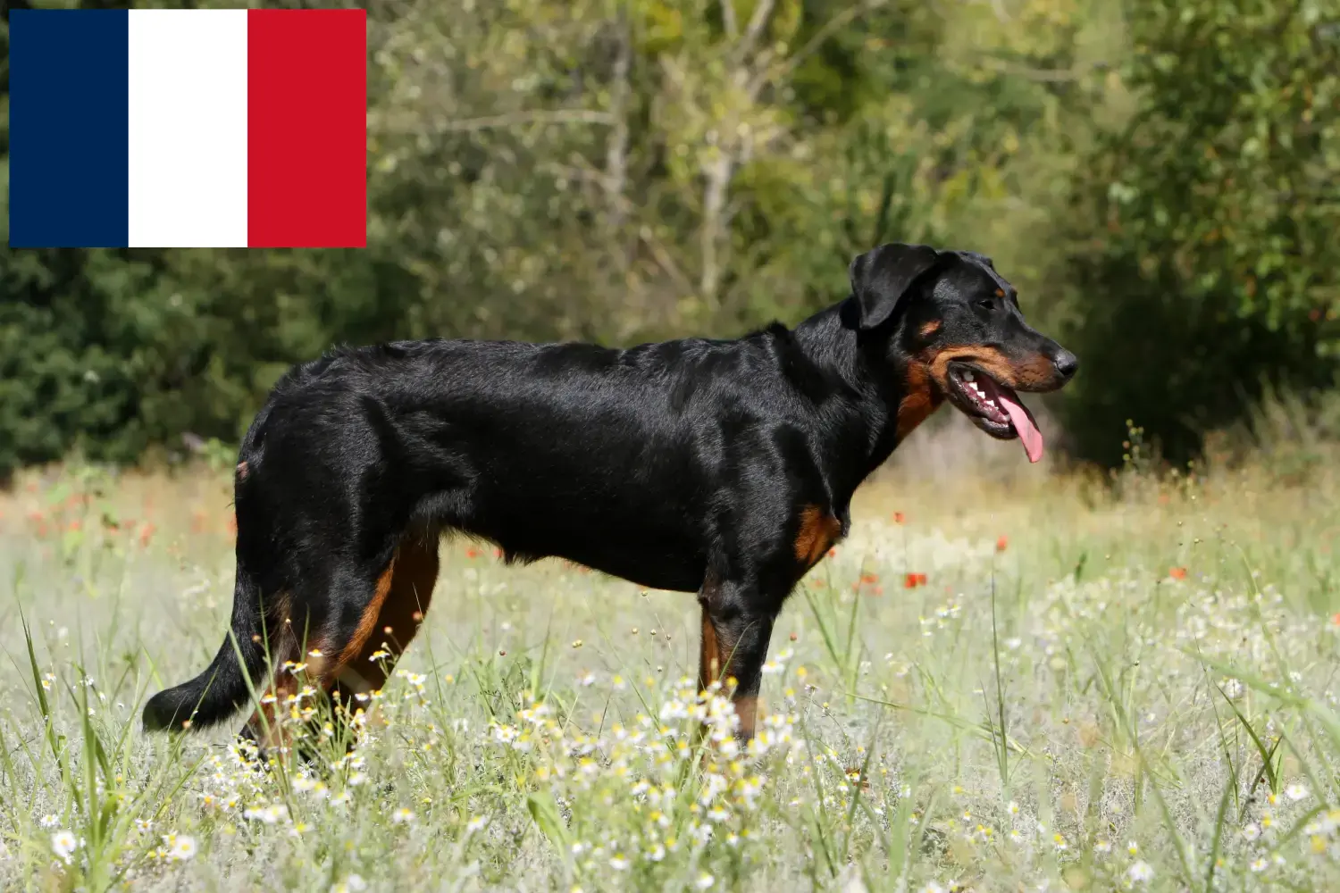 Beauceron puppies and breeders France Here you can find Beauceron breeders in France.