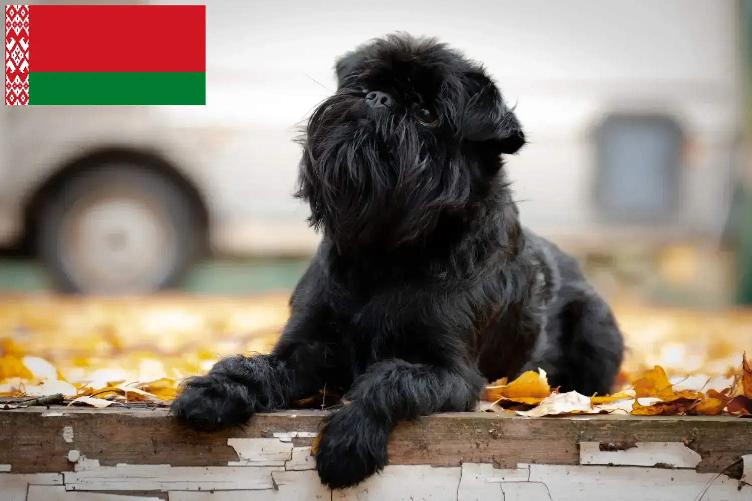 Belgian Dwarf Griffon puppies and breeder Belarus Here you can find Belgian Dwarf Griffon breeders in Belarus.