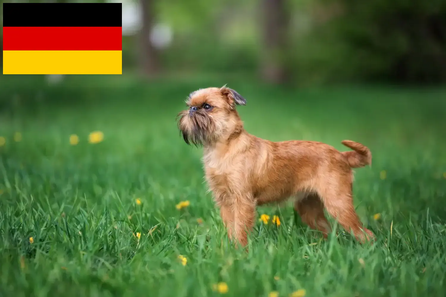 Belgian Dwarf Griffon puppies and breeder Germany Here you can find Belgian Dwarf Griffon breeders in Germany.