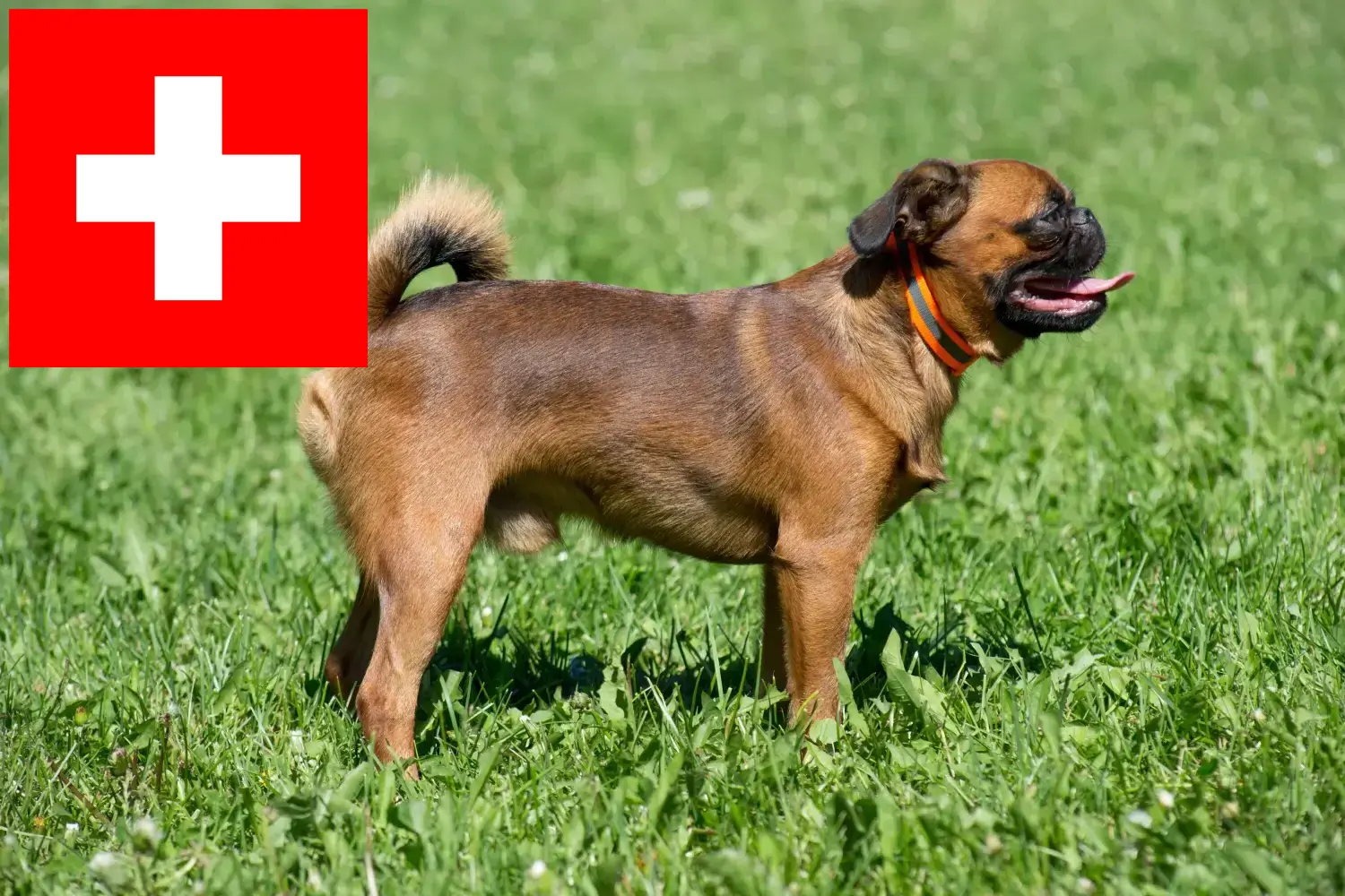 Belgian Dwarf Griffon puppies and breeder Switzerland Here you can find Belgian Dwarf Griffon breeders in Switzerland.