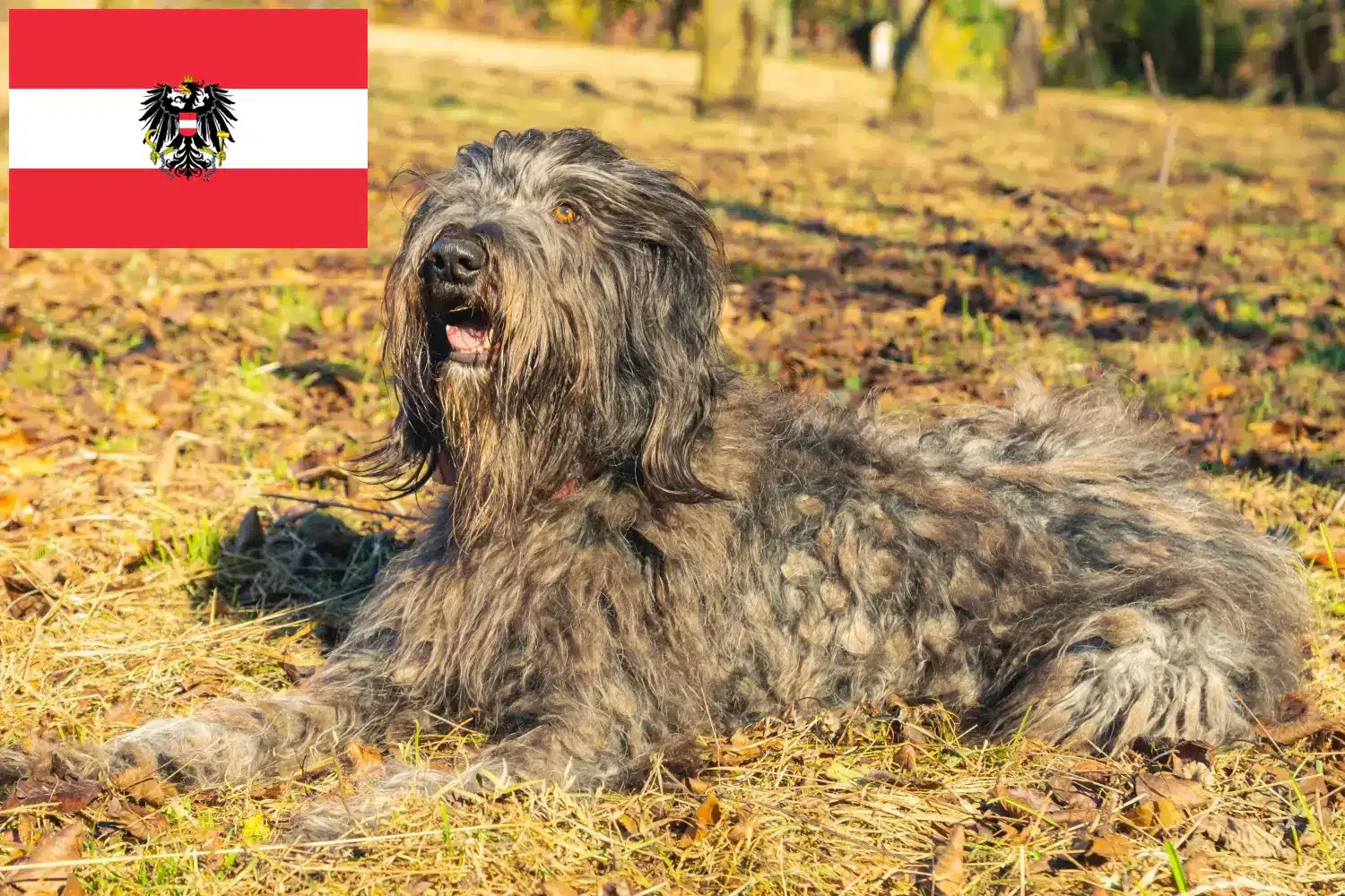 Bergamasker Shepherd Dog Puppies and Breeder Austria Here you can find Bergamasco Shepherd Dog breeders in Austria.