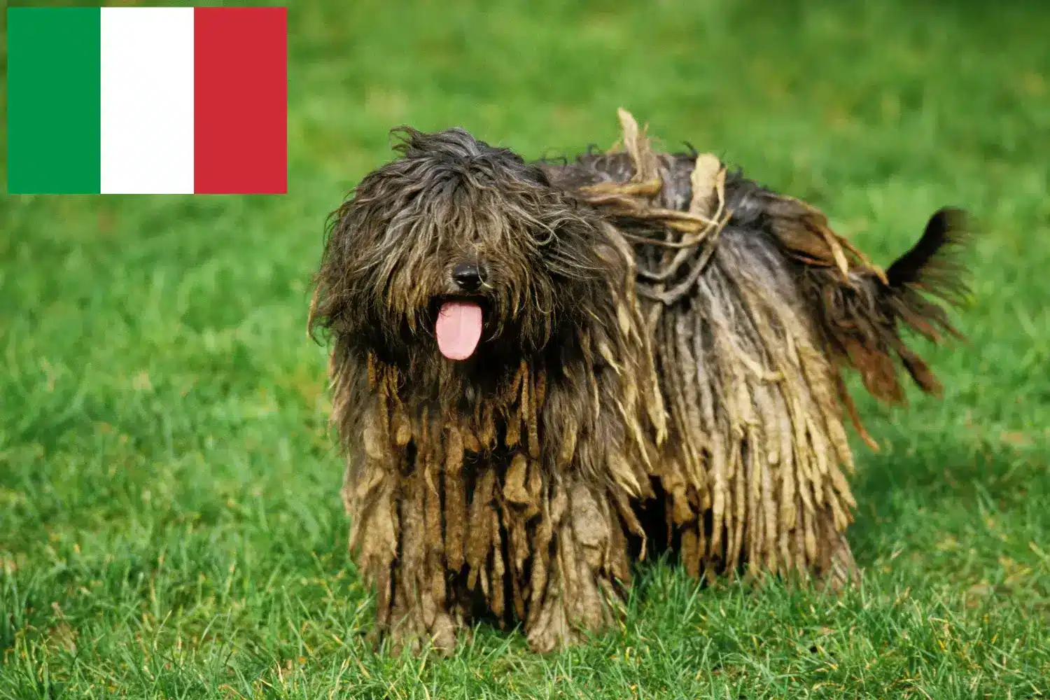 Bergamasco Shepherd Dog Puppies and Breeder Italy Here you can find Bergamasco Shepherd Dog breeders in Italy.