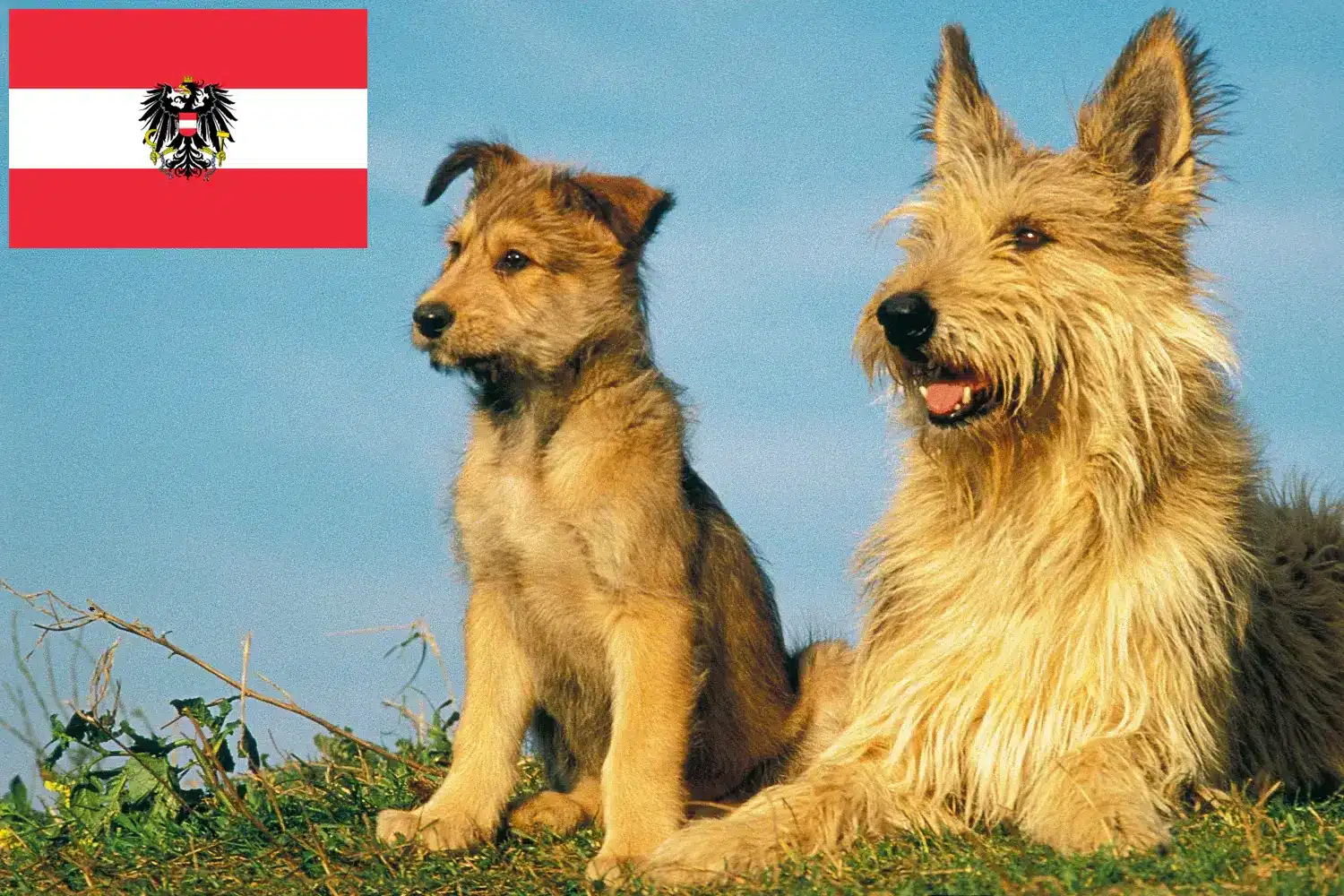 Berger de Picardie puppies and breeders Austria Here you can find Berger de Picardies breeders in Austria.