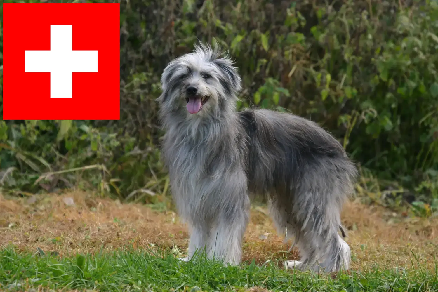 Berger des Pyrenees puppies and breeders Switzerland Here you can find Berger des Pyrenees breeders in Switzerland.