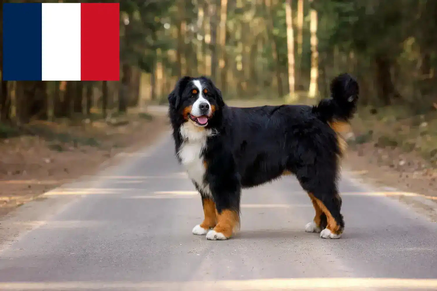 Bernese Mountain Dog puppies and breeders France Here you can find Bernese Mountain Dog breeders in France.