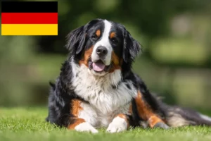 Read more about the article Bernese Mountain Dog breeders and puppies in Germany