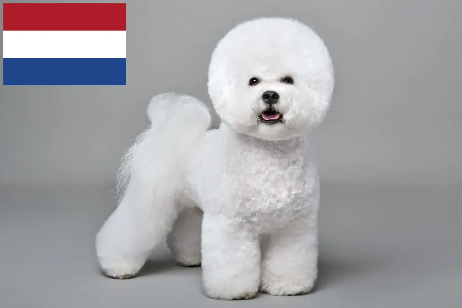 Bichon Frisé puppies and breeders Netherlands Find Bichon Frisé breeders in the Netherlands.