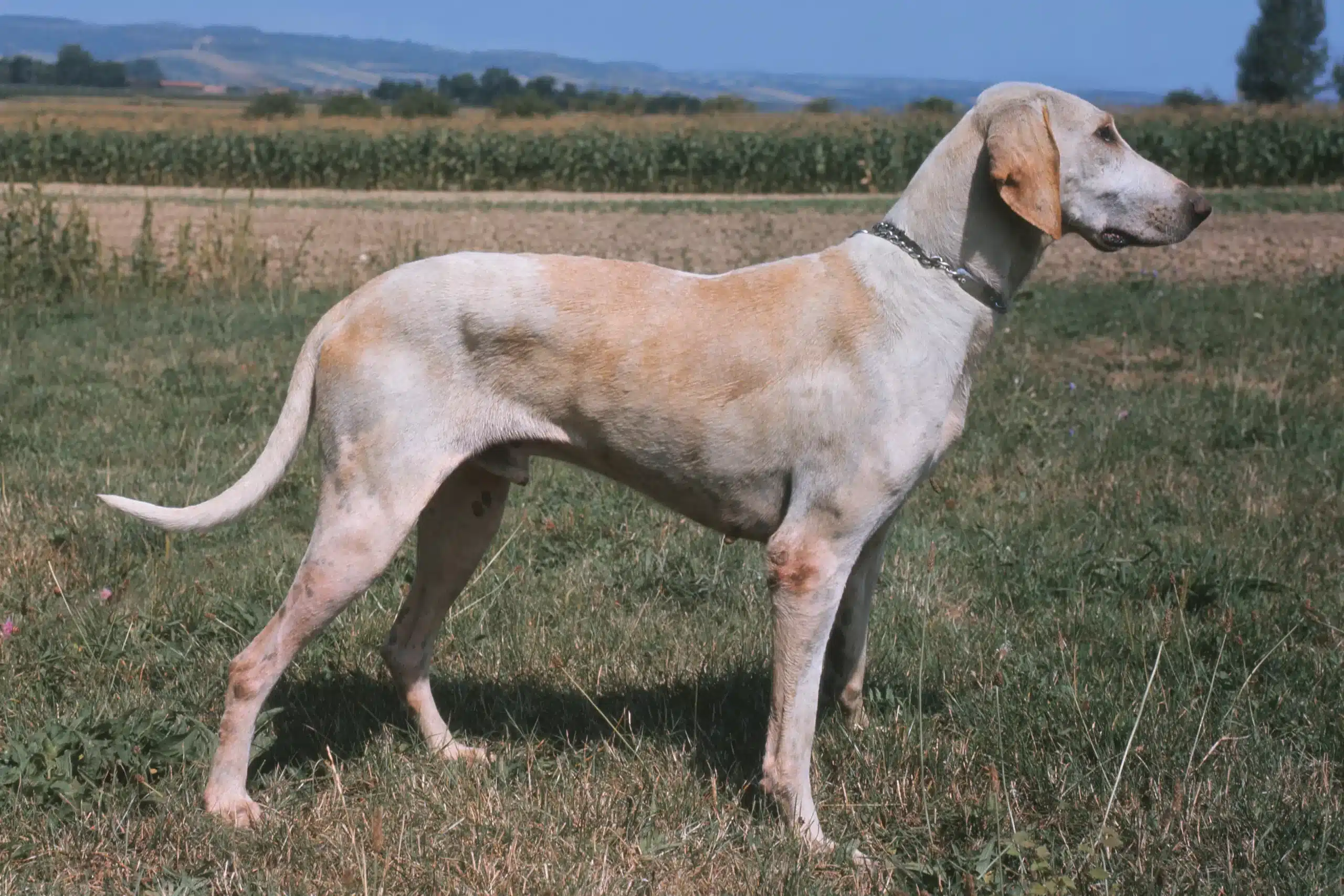 Read more about the article Billy breeder