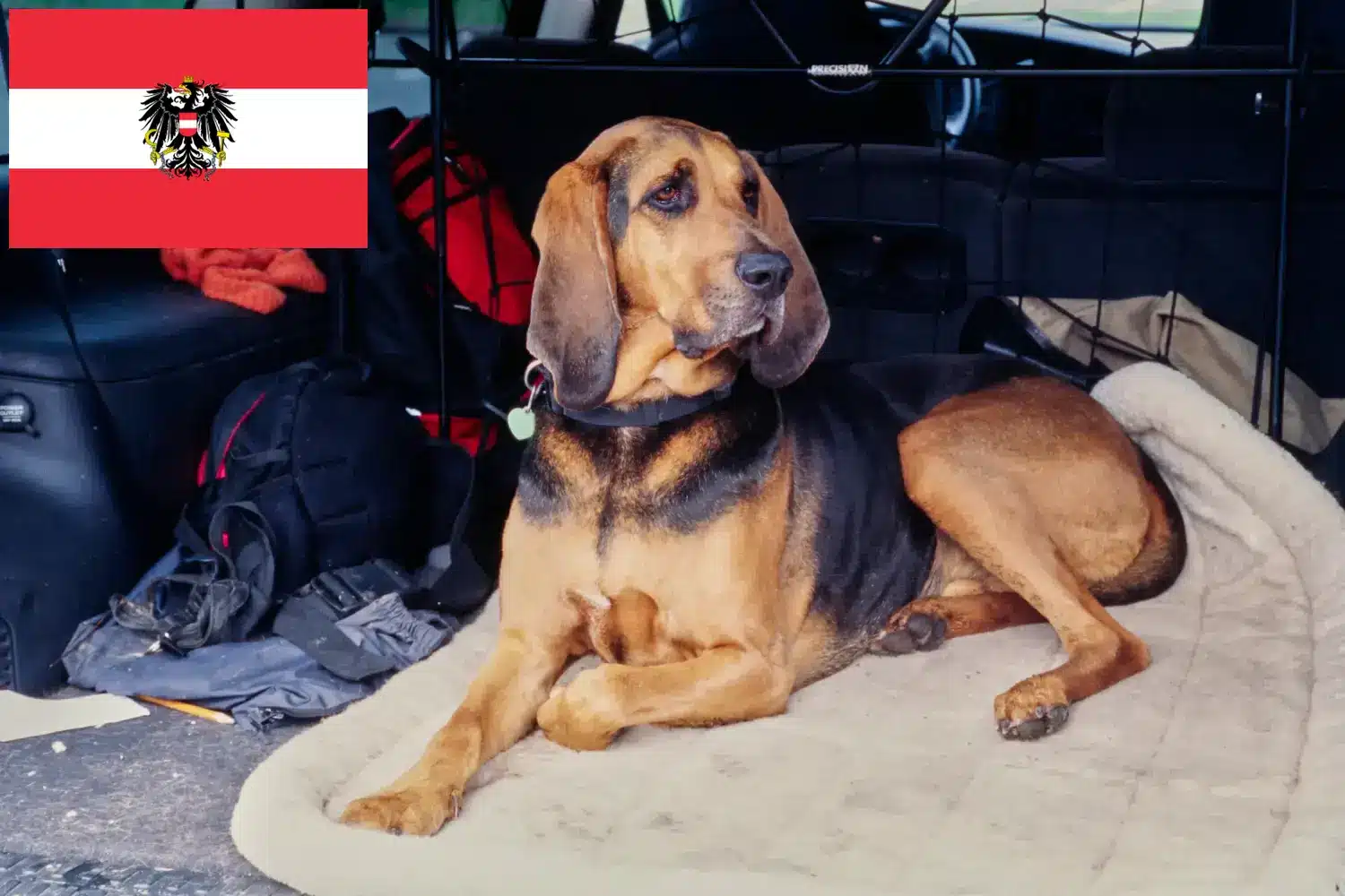 Bloodhound puppies and breeders Austria Here you can find Bloodhounds breeders in Austria.