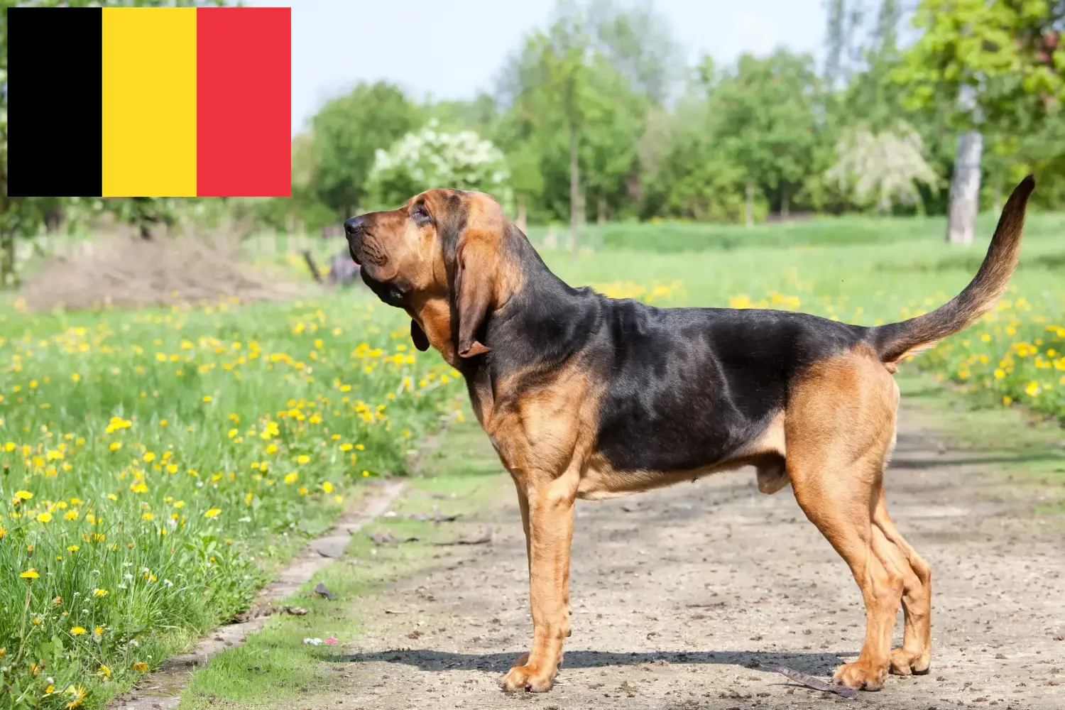 Bloodhound puppies and breeders Belgium Find Bloodhounds breeders in Belgium here.