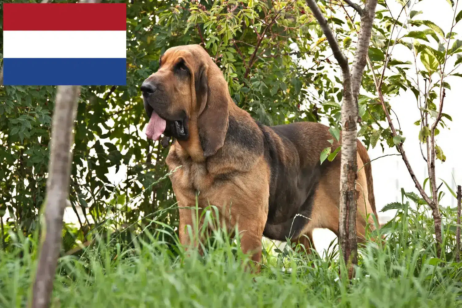 Bloodhound puppies and breeders Netherlands Here you can find Bloodhounds breeders in the Netherlands.