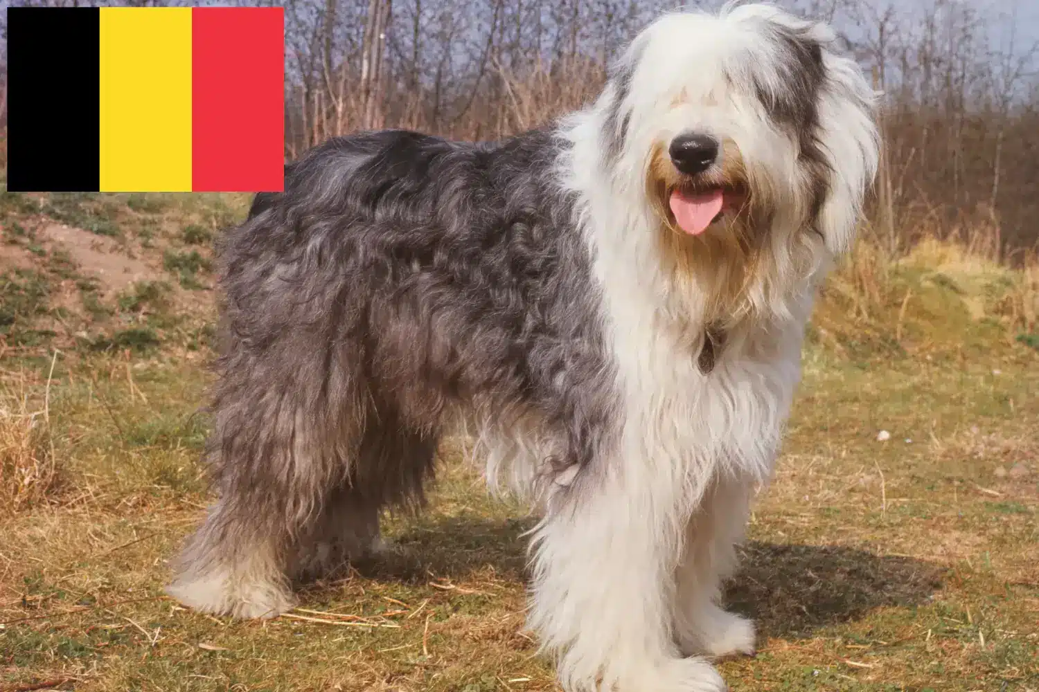 Bobtail puppies and breeders Belgium Here you can find Bobtails breeders in Belgium.