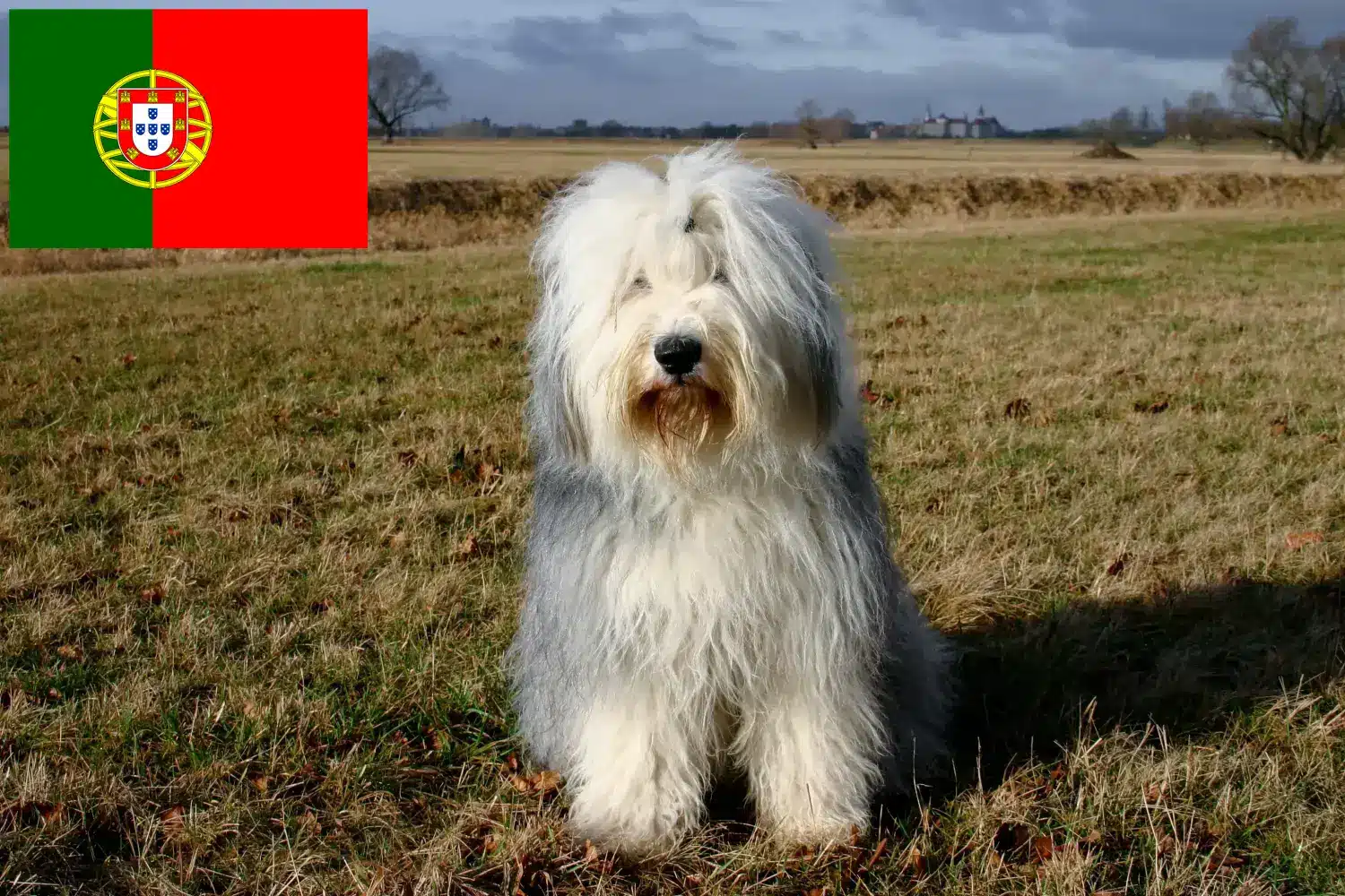 Bobtail puppies and breeders Portugal Find Bobtails breeders in Portugal here.