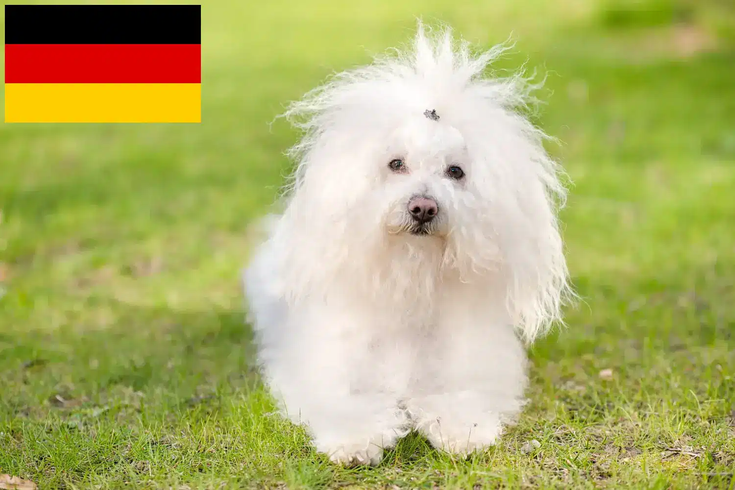 Read more about the article Bolognese breeders and puppies in Germany