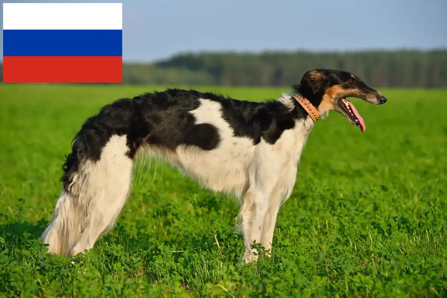 Borzoi puppies and breeders Russia Here you can find Borzoi breeders in Russia.