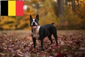 Read more about the article Boston Terrier breeders and puppies in Belgium
