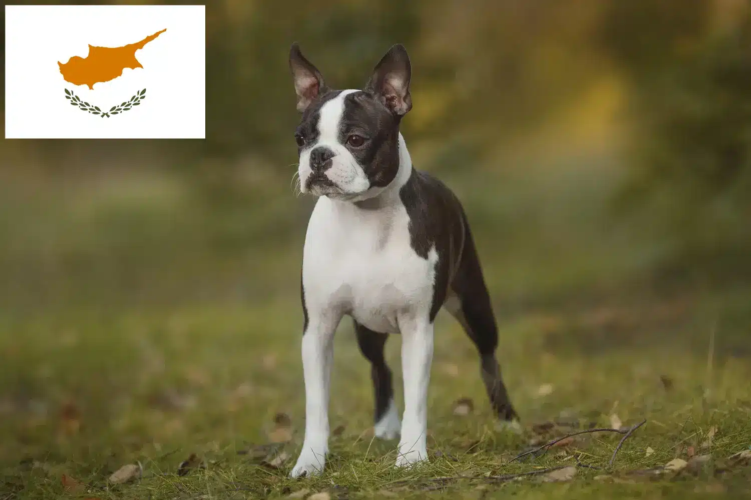 Boston Terrier puppies and breeders Republic of Cyprus Find Boston Terrier breeders in Cyprus here.