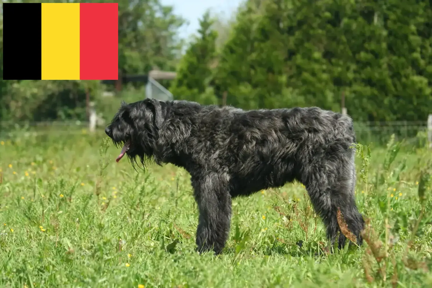 Bouvier des Flandres puppies and breeders Belgium Here you can find Bouvier des Flandres breeders in Belgium.