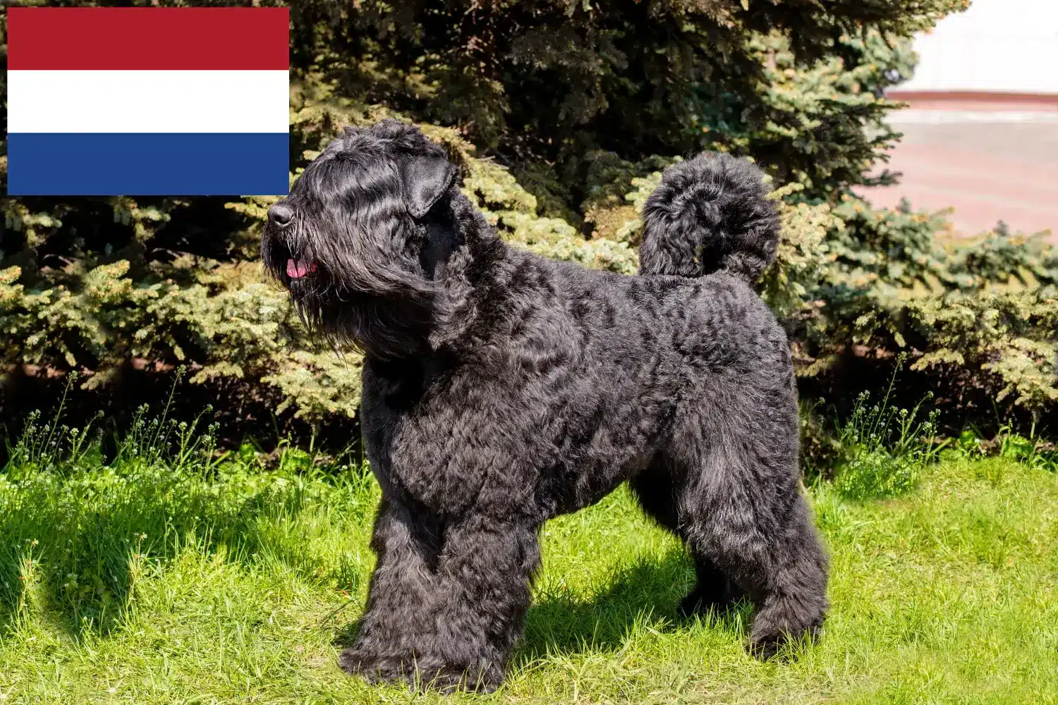 Bouvier des Flandres puppies and breeders Netherlands Here you can find Bouvier des Flandres breeders in the Netherlands.