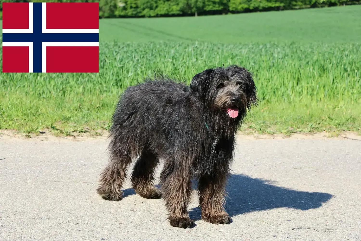 Read more about the article Bouvier des Flandres breeders and puppies in Norway