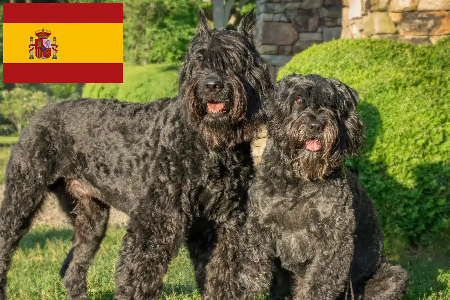 Read more about the article Bouvier des Flandres breeders and puppies in Spain
