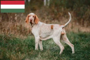 Read more about the article Bracco Italiano breeders and puppies in Hungary