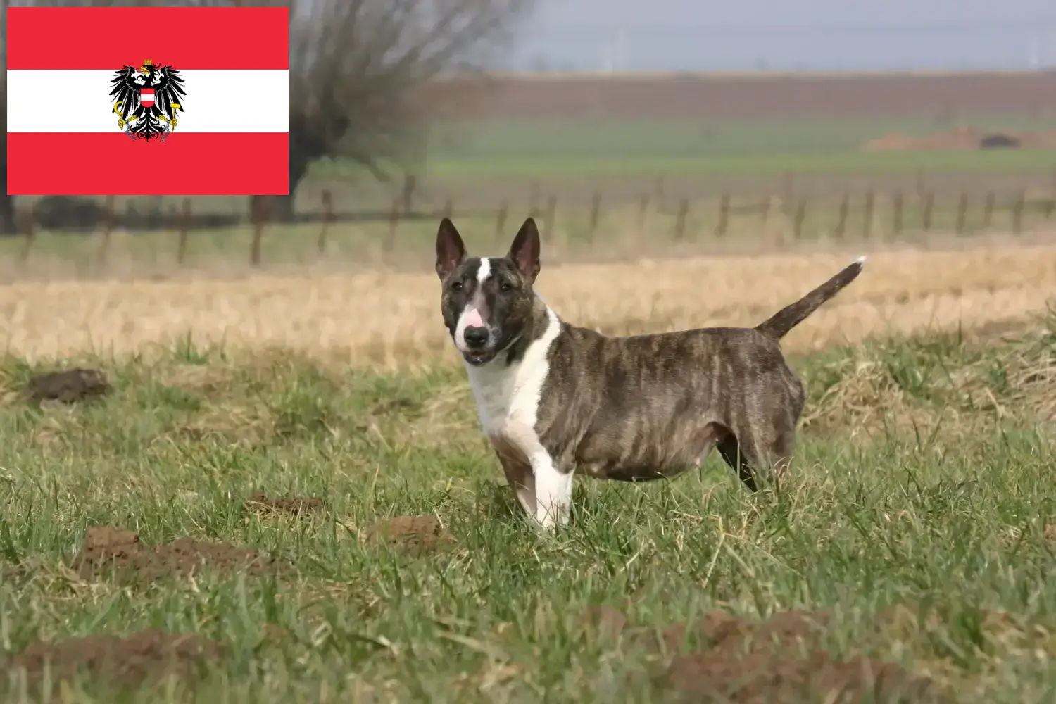 Bull Terrier puppies and breeders Austria Here you can find Bull Terrier breeders in Austria.