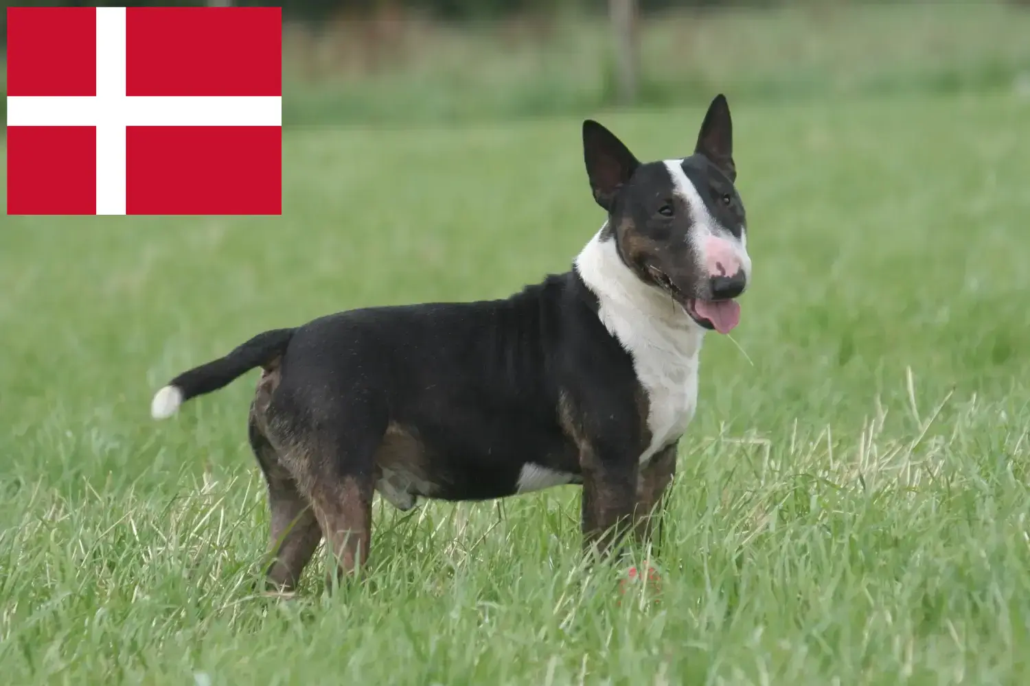 Bull Terrier puppies and breeders Denmark Find Bull Terrier breeders in Denmark.