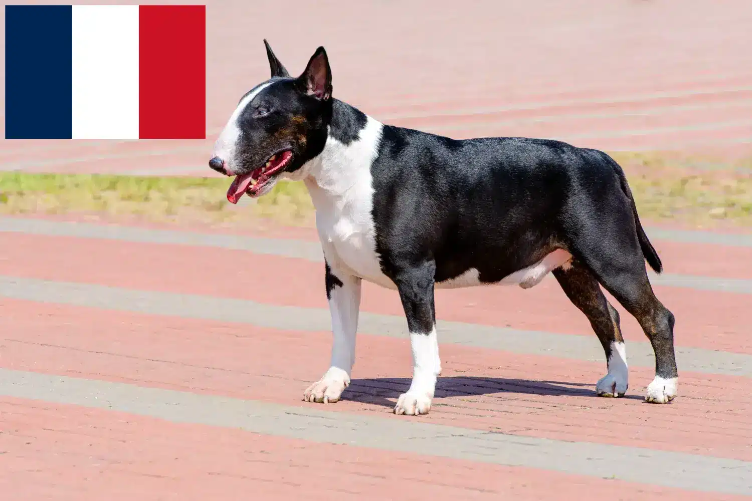 Bull Terrier puppies and breeders France Here you can find Bull Terrier breeders in France.